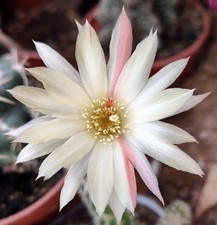 Chamaecereus Unikum Blüte gelb/rot 9 cm groß Kaktus