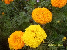 1 kg Tagetes erecta Sunset