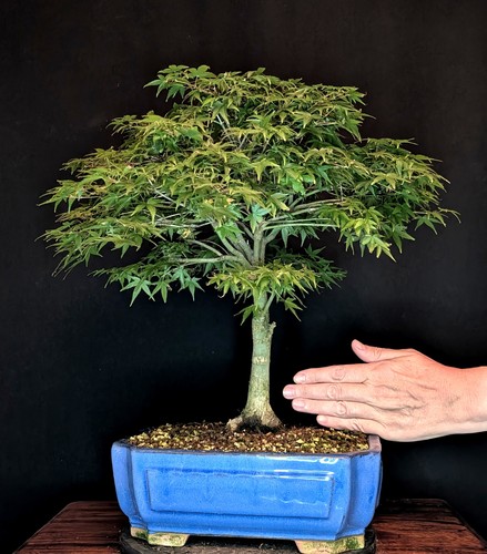 Bonsai japanischer - bonsai,