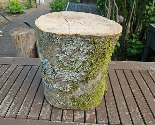 Baumstamm buche natur höhe - natur,