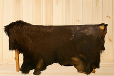 Bisonfell echt Sommerfell Winterfell Dekofell Teppich aus eigener Gerberei