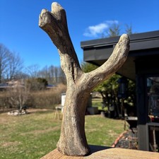 Tree Shaped Driftwood