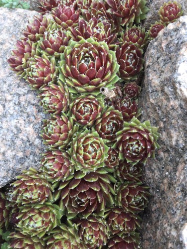 Hauswurz sempervivum 31 - hauswurz,