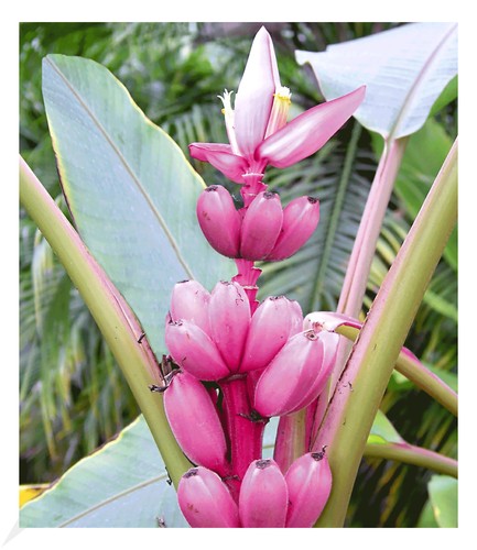 Rosa zwerg banane pflanze - 1,