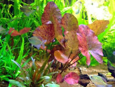 Aquarium Pflanze: Dennerle Tigerlotus - Nymphaea lotus Rot