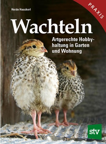 Wachteln heide hasskerl - heide, |