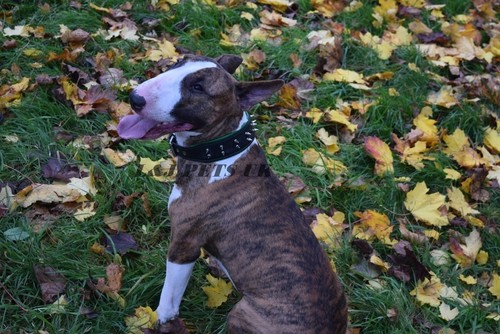 Luxus leder hundehalsband - luxus,