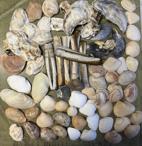 Nordsee muscheln und - ,