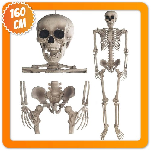 Halloween skelett lebensgroß - skelett,