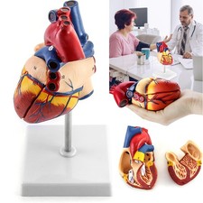 Anatomie Modell Herz des