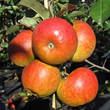 Apfelbaum Pilot (S) Winterapfel Buschbaum Halbstamm Hochstamm