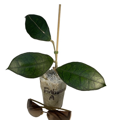 Hoya finlaysonii cutting - finlaysonii, xl