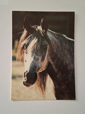 AK Pferdepostkarte Vollblutaraber, Horse 