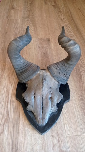 Hartebeest - , (alcelaphus