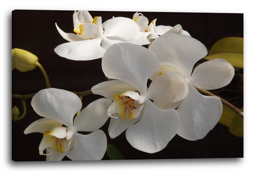 Wandbild blumenbilder - wandbild,