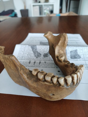 Homo heidelbergensis 1:1