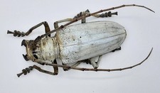 Cerambycidae, Rosenbergia