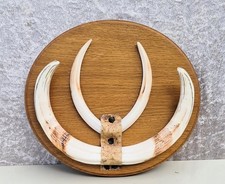 Warzenschwein Gewaff auf Trophäenschild , Afrika Namibia