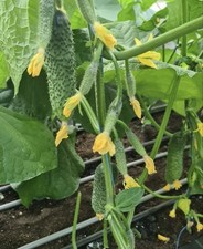 Gurkensamen Artist F1 Gemüse