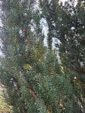 20 Tannenzweige für Kränze, Blumenkästen, Grab und zum Rosen abdecken, Eibe