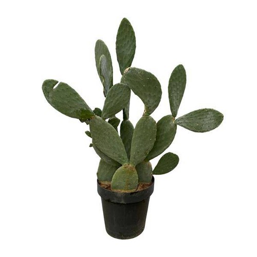 Opuntia ficus indica - opuntia, –