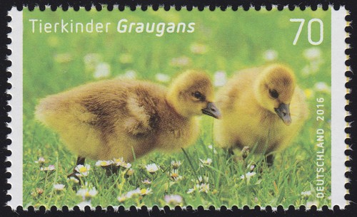 3218 tierkinder graugans - 3218, tierkinder: