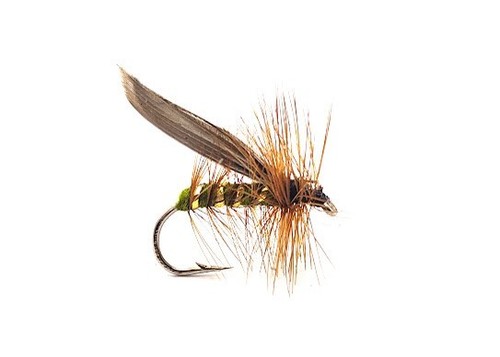 Cinnamon sedge - cinnamon,