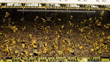 BVB Borussia Dortmund