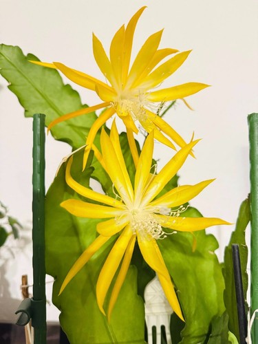 Epiphyllum blattkakteen - epiphyllum,