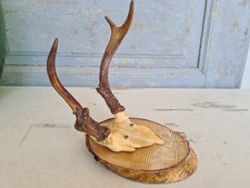 Y6341 Altes, kleines Hirsch