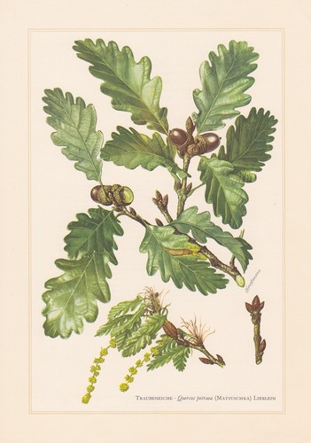 Traubeneiche quercus petraea - traubeneiche,