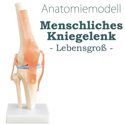 Anatomie skelett modell - anatomie,