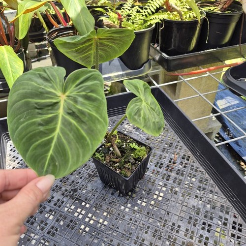 Philodendron verrucosum melon - verrucosum,