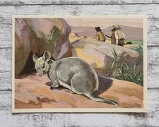 Chinchilla Jagd Salpeterwüste Mittel Südamerika Sanella 1950er Werbung Vintage