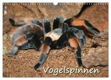 Vogelspinnen (Wandkalender