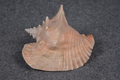 Große rosa flügelschnecke - rosa,