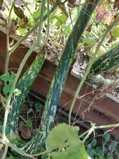 Kalebasse Gesprenkelte