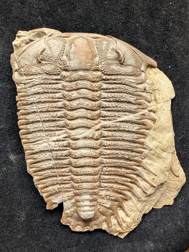 Trilobit damesella paronai - damesella,