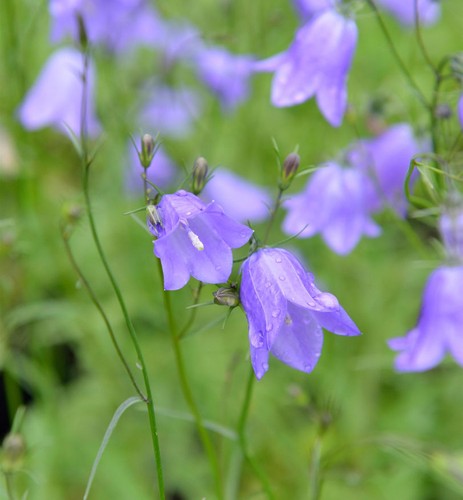 Rundblättrige glockenblume - rundblättrige,