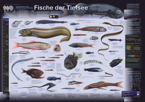 Bio poster fische der - bio-poster, "fische