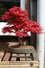 Sale505 Fächerahorn