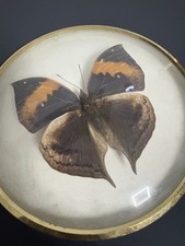 Echter Präparierter Schmetterling in Bilderrahmen