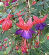 Biete hier eine Jungpflanze der Fuchsie Herps Schotel.