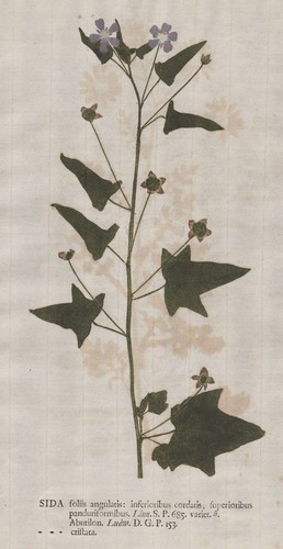 Sida malva malve blume - sida,