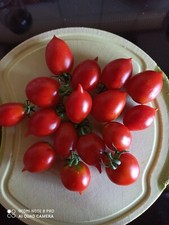 Tomatensamen piennolo des - tomatensamen,