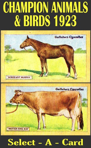 Gallaher champion animals - gallaher,