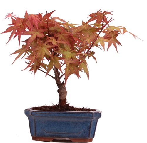 Bonsai acer palmatum deshojo - palmatum,