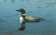 The Great Northern Diver -