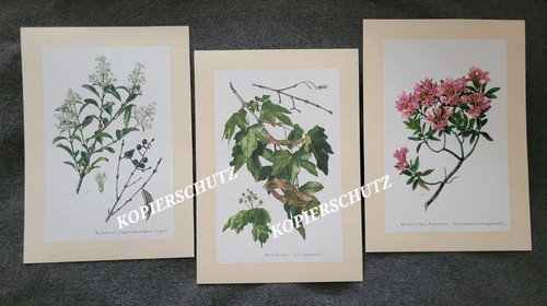 3er set rainweide feld ahorn - 3er-set, rainweide,