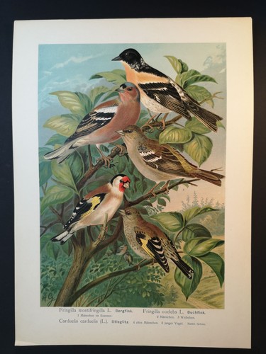 Chromolithographie 1898 - chromolithographie,